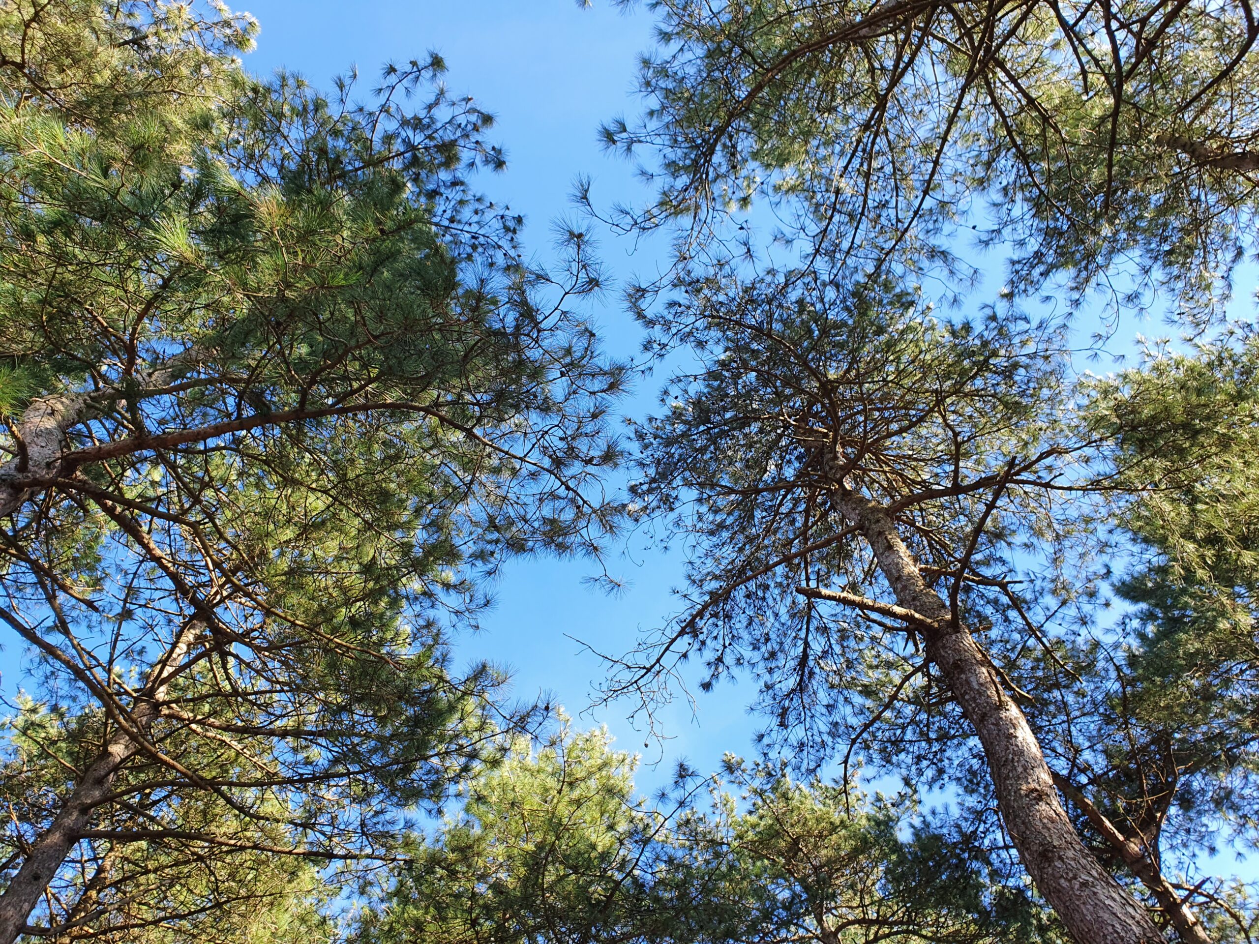 Foto van boomkruinen vanaf de onderzijde gefotografeerd
