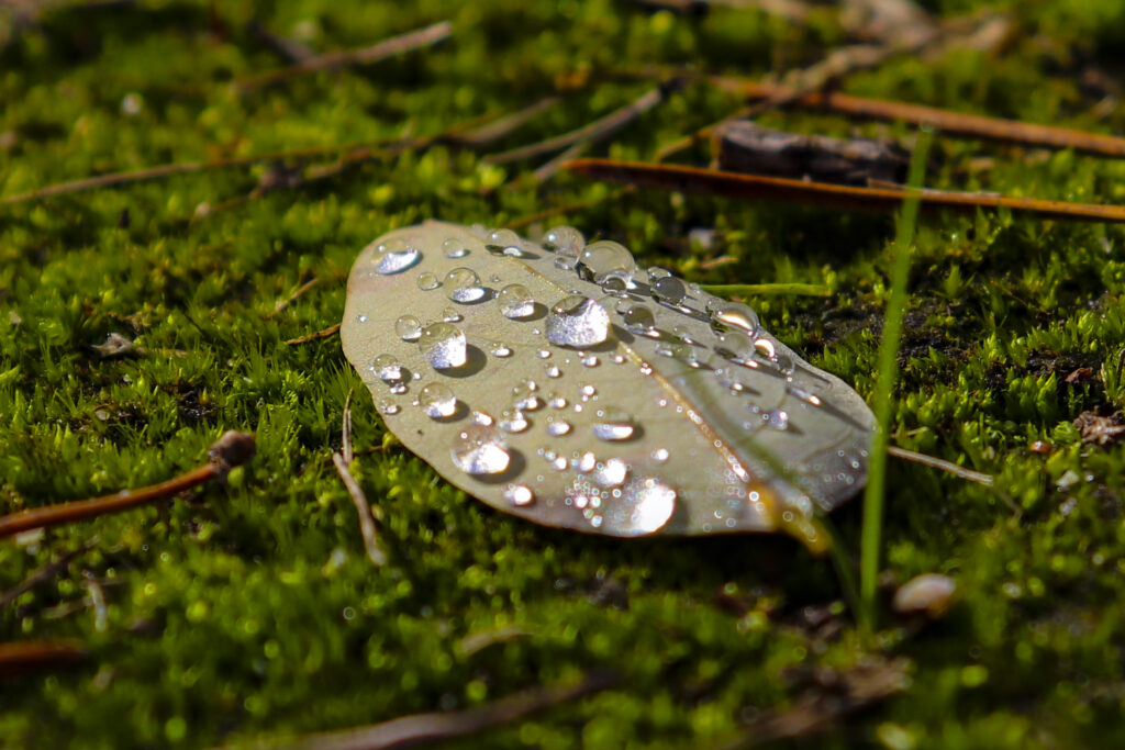 Close up van blad met druppels
