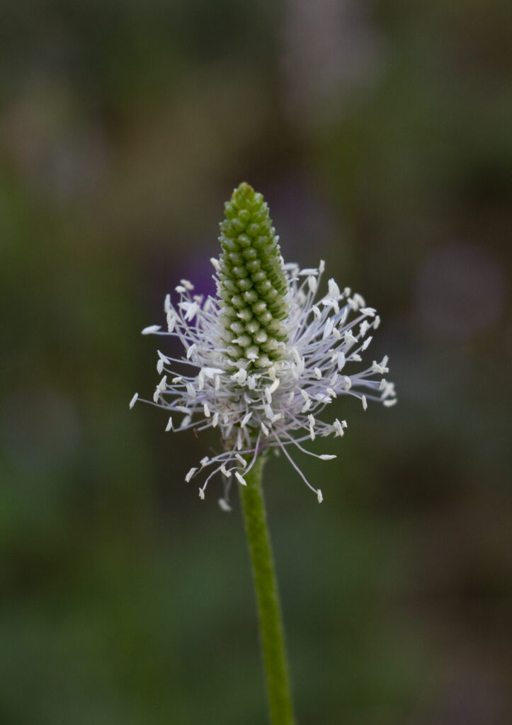 Close up van ruige weegbree
