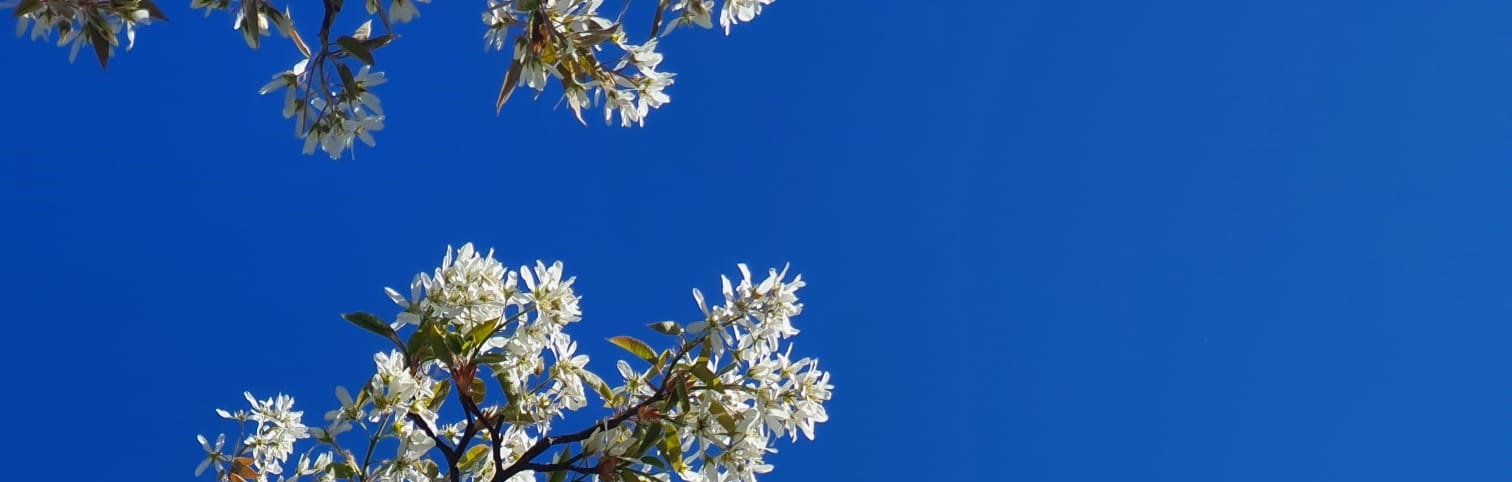 Foto van appelboombloesem en helder blauwe lucht