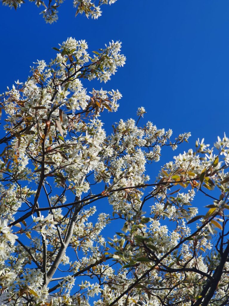 Foto van appelboombloesem
